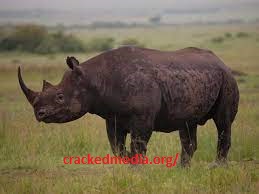 Rhino Crack 